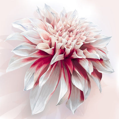 Dahlia delight