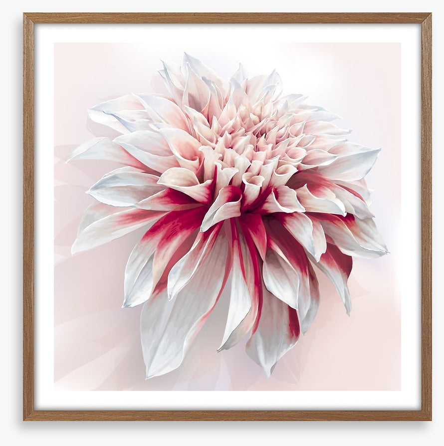 Dahlia delight