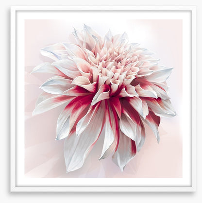 Dahlia delight