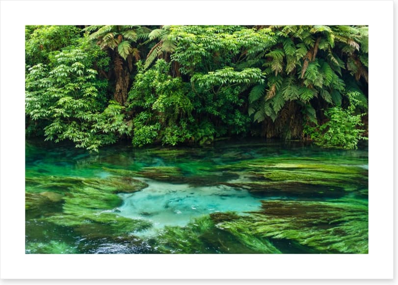 Blue Spring greens