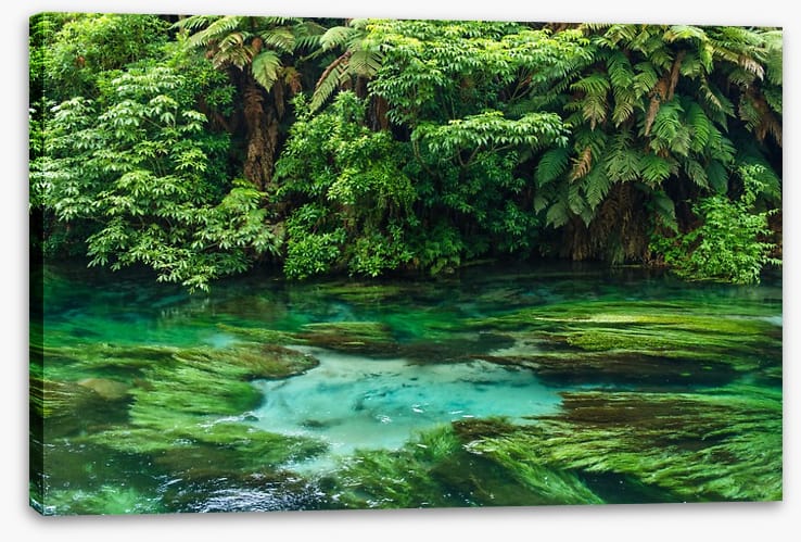 Blue Spring greens
