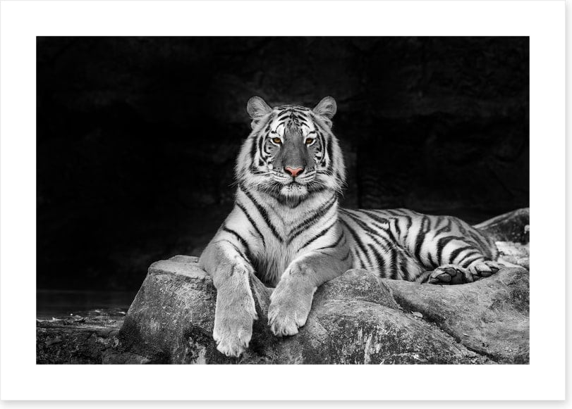 Easy tiger