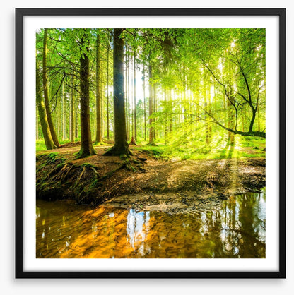 River roots