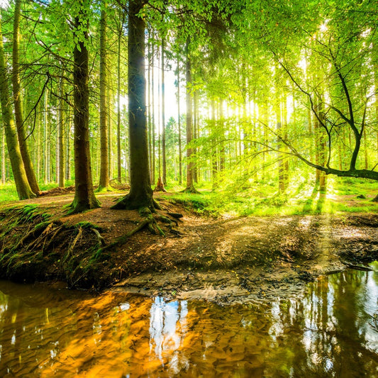 River roots