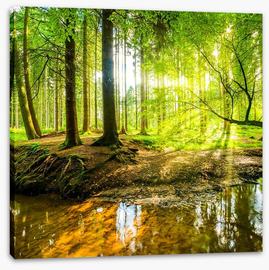 River roots