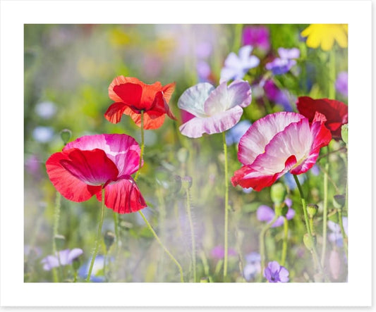 Beautiful Spring