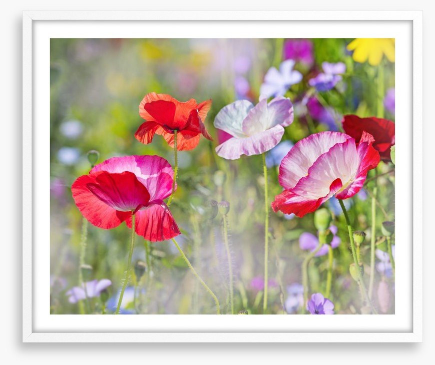 Beautiful Spring