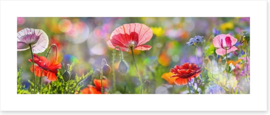 Spring meadow panorama