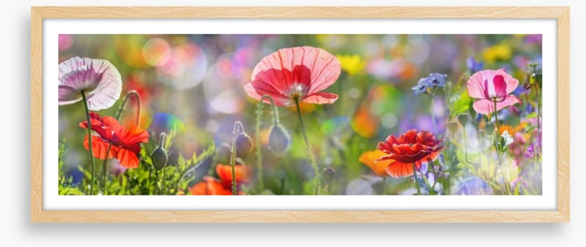 Spring meadow panorama
