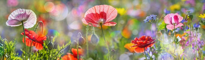 Spring meadow panorama