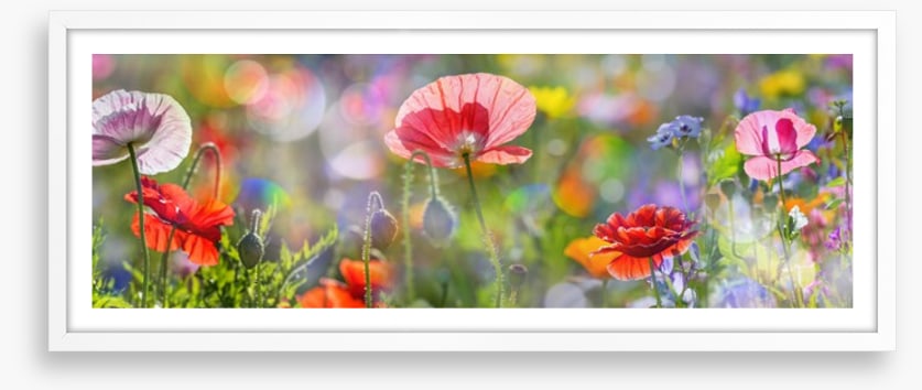 Spring meadow panorama