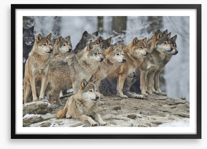 The wolf pack