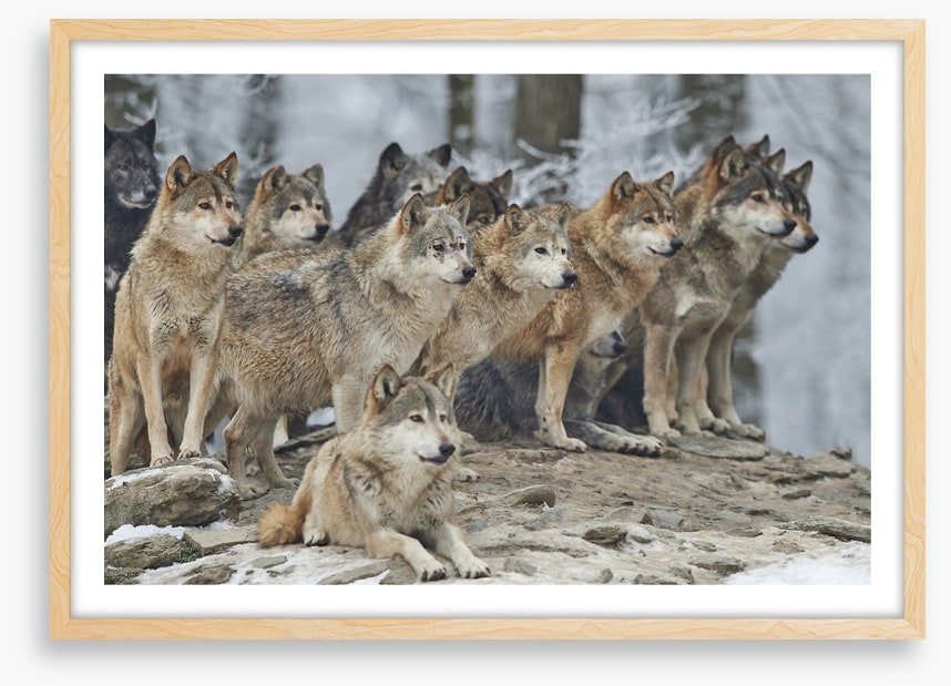The wolf pack