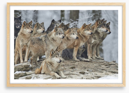 The wolf pack