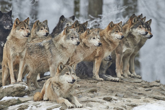 The wolf pack