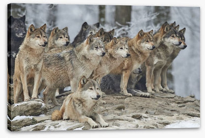 The wolf pack