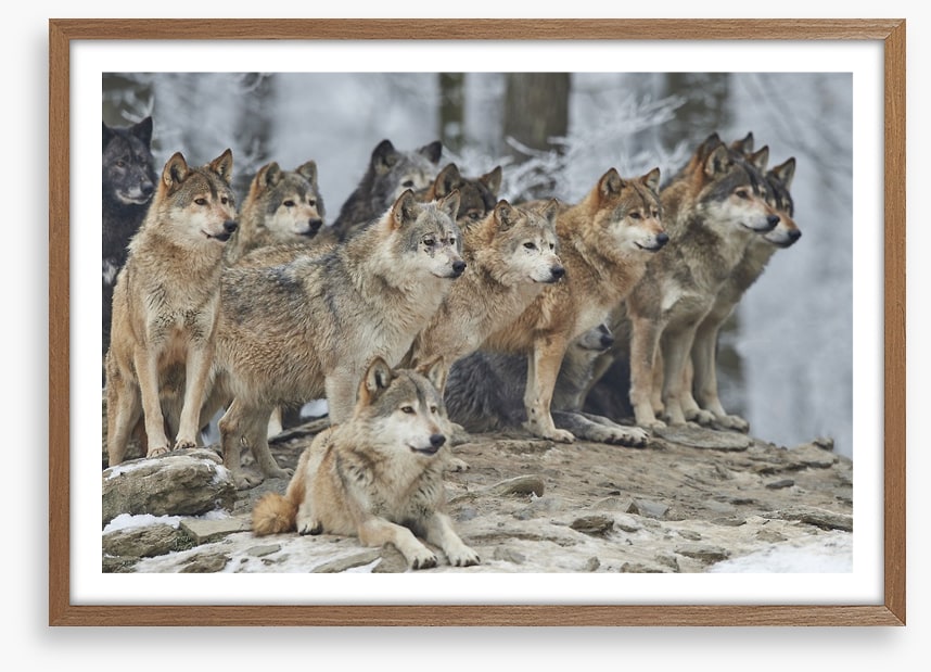 The wolf pack