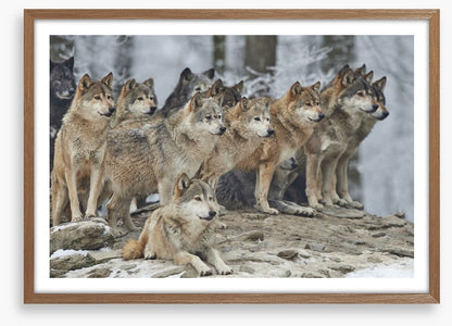 The wolf pack