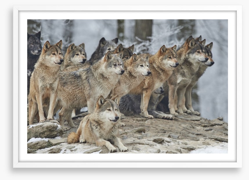 The wolf pack
