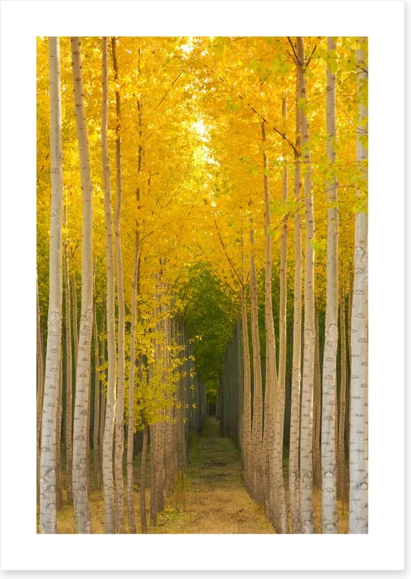 Path in the trees