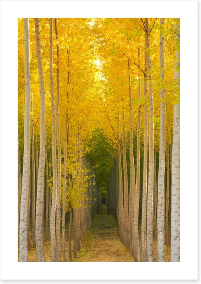 Path in the trees