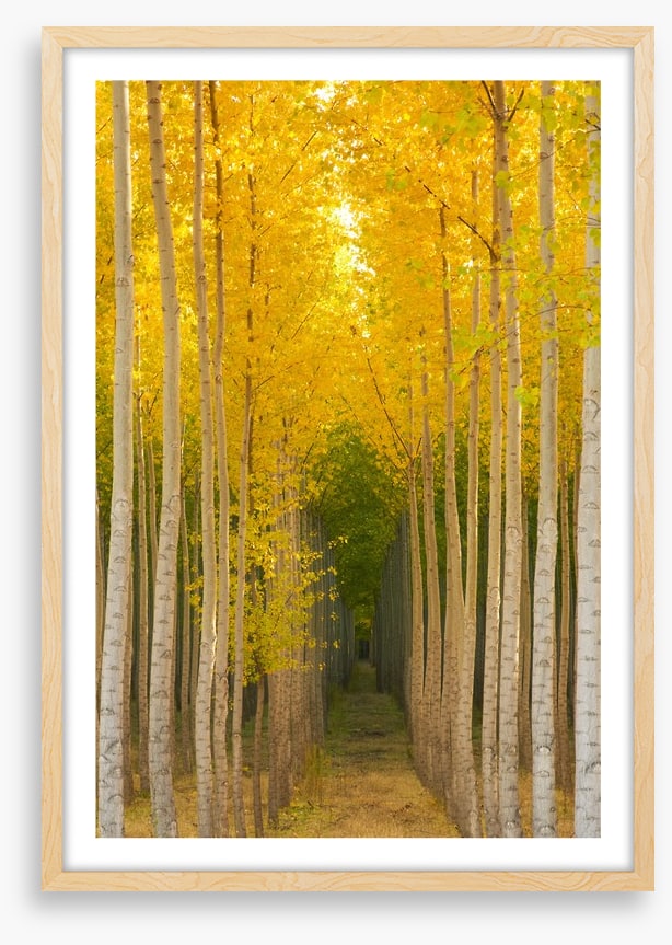 Path in the trees