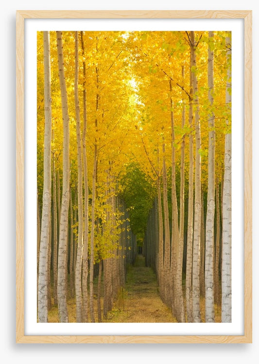 Path in the trees