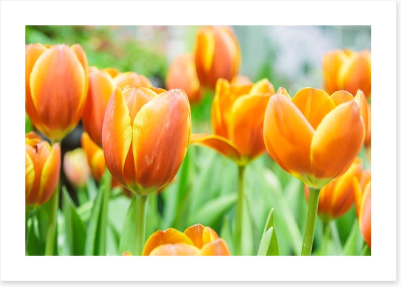 Golden tulips