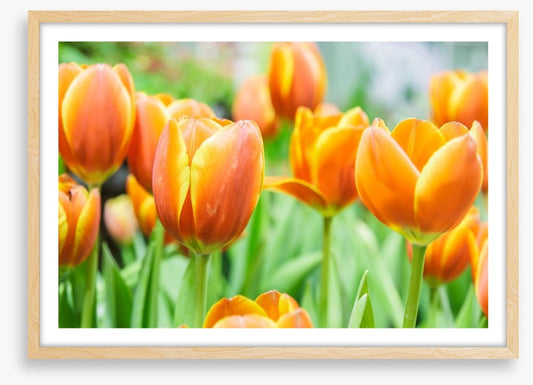 Golden tulips