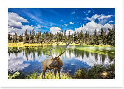 Red deer by the lake