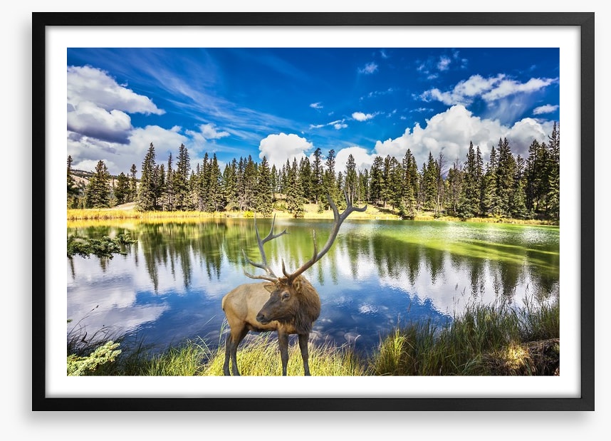 Red deer by the lake