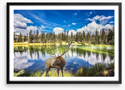 Red deer by the lake