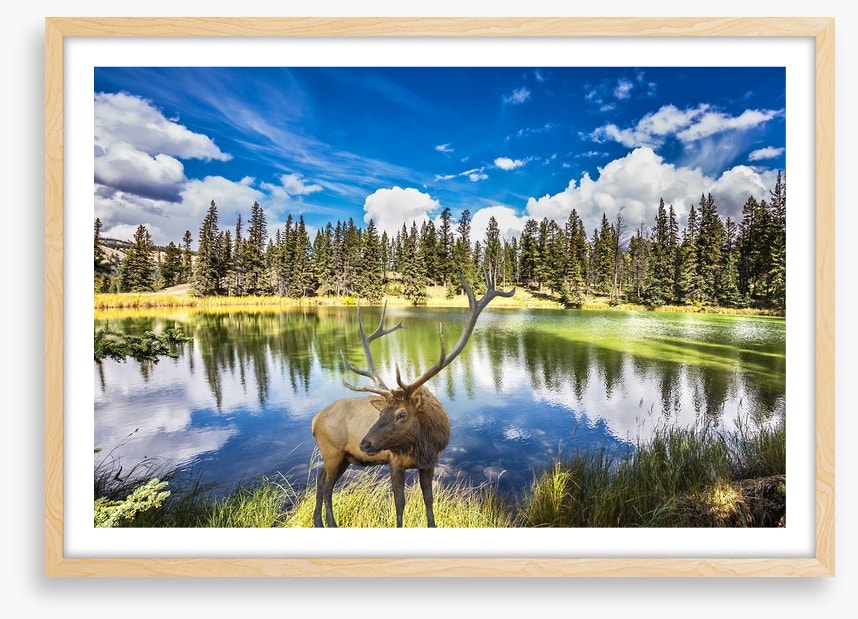 Red deer by the lake