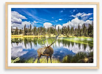 Red deer by the lake