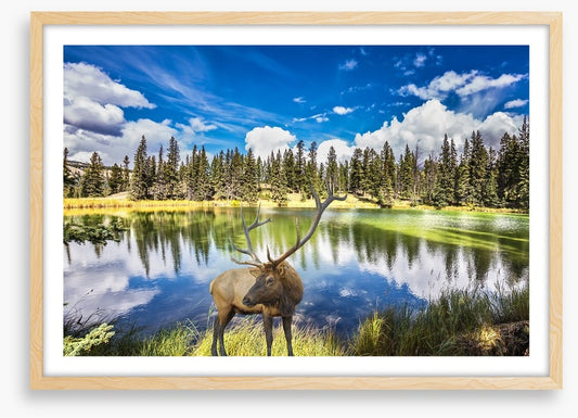 Red deer by the lake