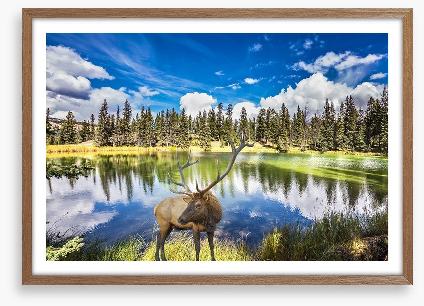 Red deer by the lake