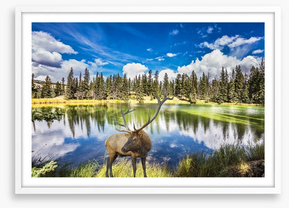 Red deer by the lake