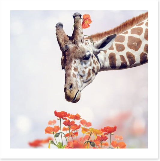 Tall poppy treat