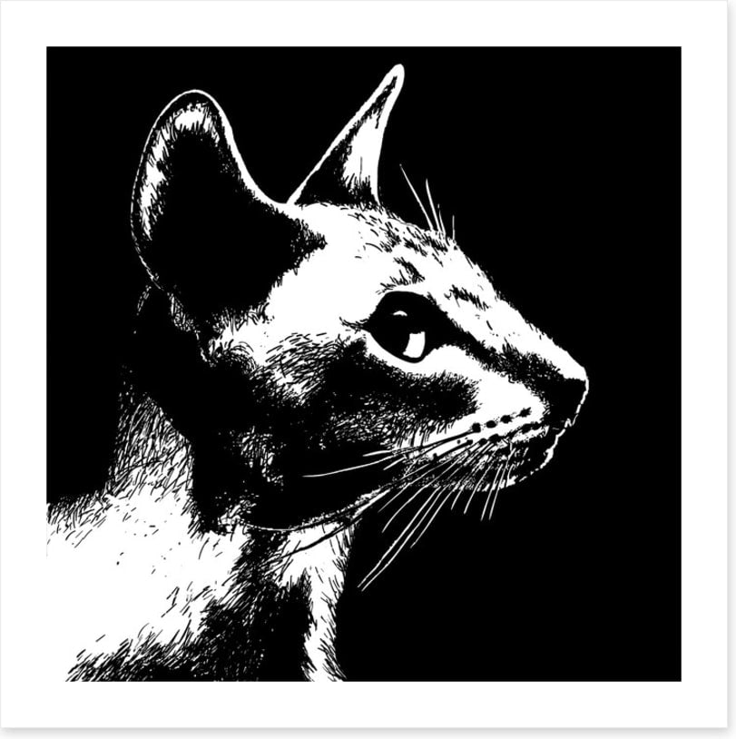 Cat noir