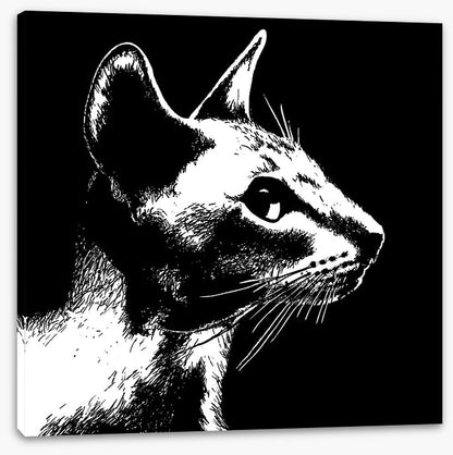 Cat noir