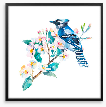 Blue jay blossom