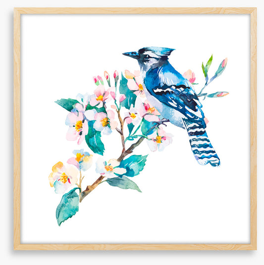 Blue jay blossom
