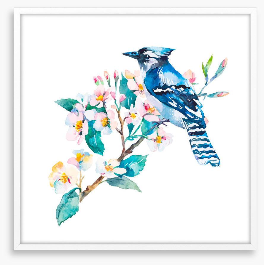 Blue jay blossom