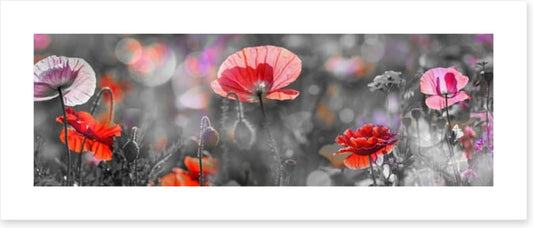 Spring poppy panoramic