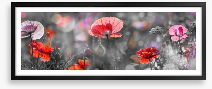 Spring poppy panoramic