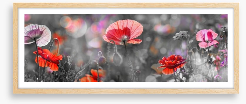 Spring poppy panoramic