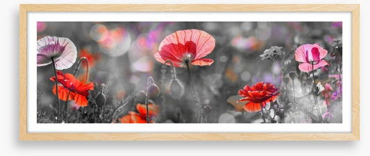 Spring poppy panoramic