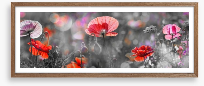 Spring poppy panoramic