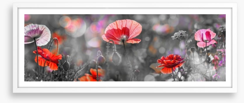 Spring poppy panoramic