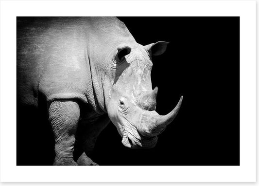 Rhino approaching